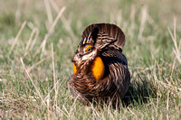 Greater Prairie-Chicken & Sharp-tail Grouse